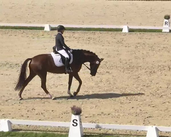Reitturnier Linkenheim-Hochstetten 2015