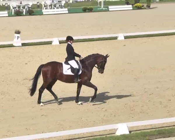 Reitturnier Linkenheim-Hochstetten 2015