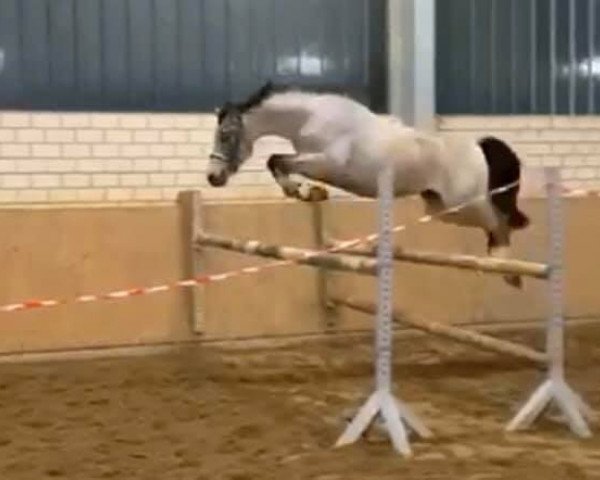 horse Santos AK (German Riding Pony, 2017, from Spring Star's Spirit)