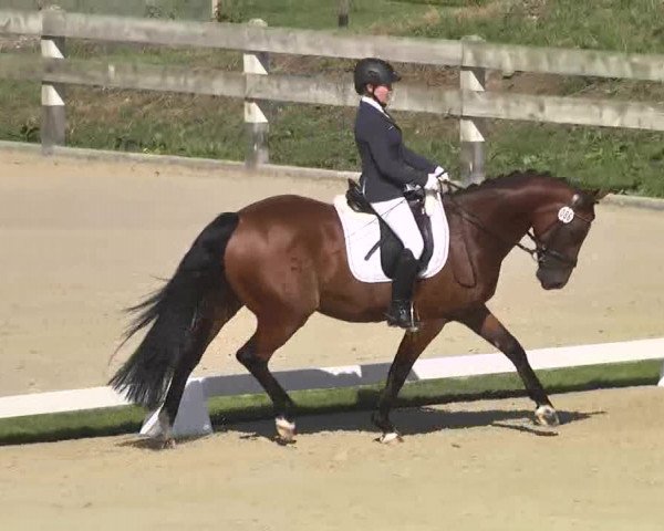 Reitturnier Linkenheim-Hochstetten 2015