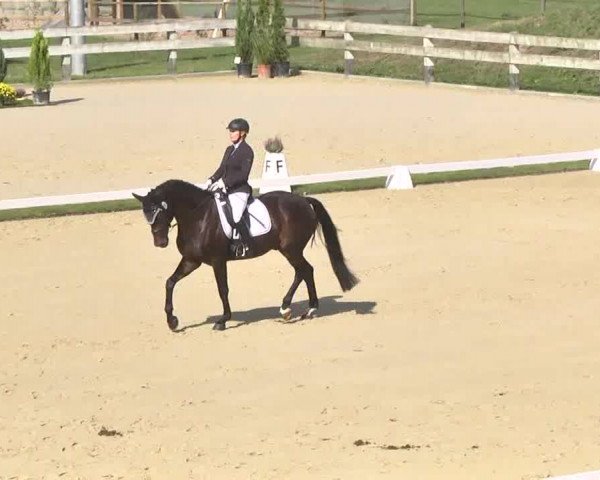 Reitturnier Linkenheim-Hochstetten 2015