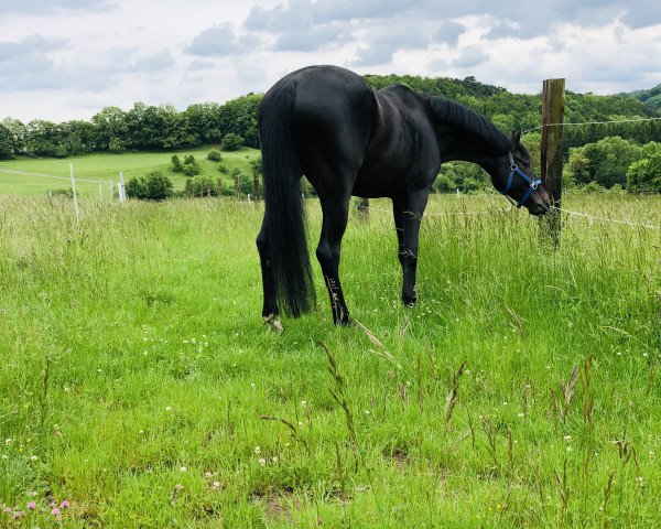 horse Frecher William R (Oldenburg, 2013, from Fürst Wilhelm)