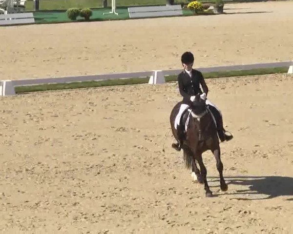 Reitturnier Linkenheim-Hochstetten 2015