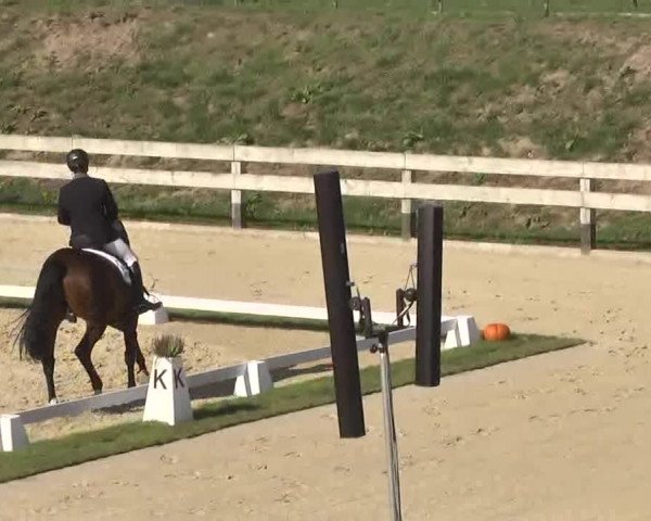 Reitturnier Linkenheim-Hochstetten 2015