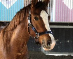 Dressurpferd Chanel's Dream (Deutsches Reitpony, 2015, von Carbaret WE)