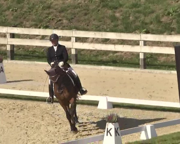 Reitturnier Linkenheim-Hochstetten 2015