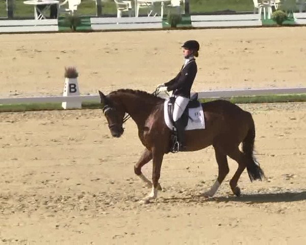 Reitturnier Linkenheim-Hochstetten 2015