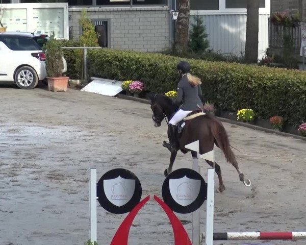 Großes Springturnier Siegen 2015