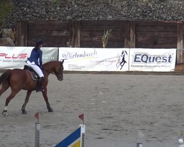 Großes Springturnier Siegen 2015