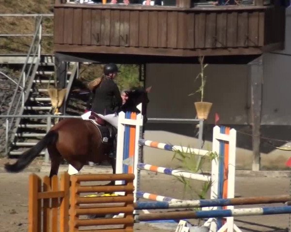 Großes Springturnier Siegen 2015