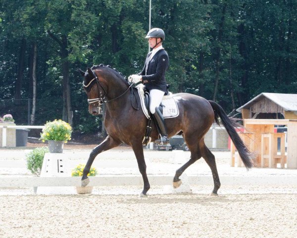 Dressurpferd Donnerknispel MLP (Rheinländer, 2014, von Daley Thompson)