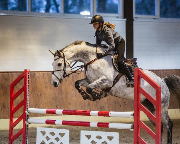 jumper Liz 43 (Oldenburg show jumper, 2012, from Lord Argentinus)