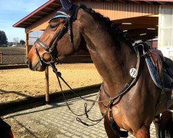 Springpferd Klarissa L (Oldenburger Springpferd, 2015, von Kash de Prissey)