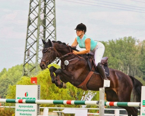 Springpferd Isolame' (Deutsches Sportpferd, 2008, von Accusé)