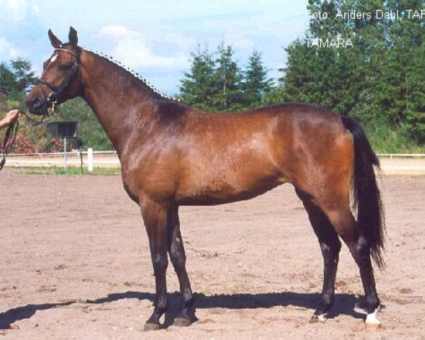 broodmare Tamara XXI (Trakehner, 1997, from Schwadroneur)