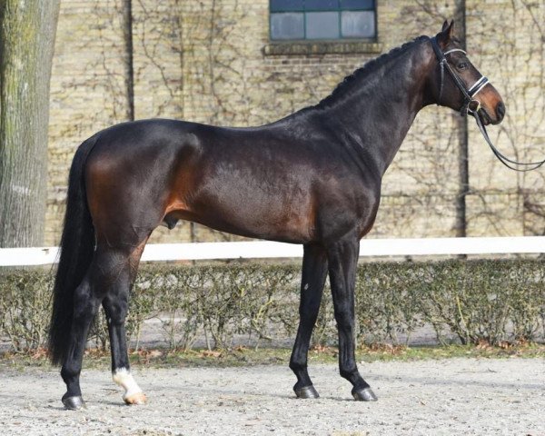 Deckhengst Eckhardt (Oldenburger, 2016, von Escolar)