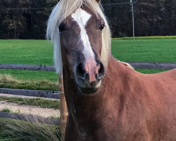 Pferd Amando (Edelbluthaflinger, 2017, von American)