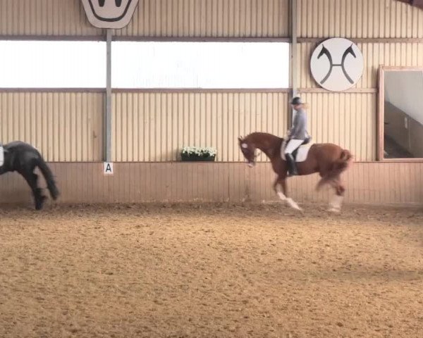 Reit- und Springturnier Lüdinghausen Westrup 2015