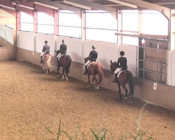 Reit- und Springturnier Lüdinghausen Westrup 2015