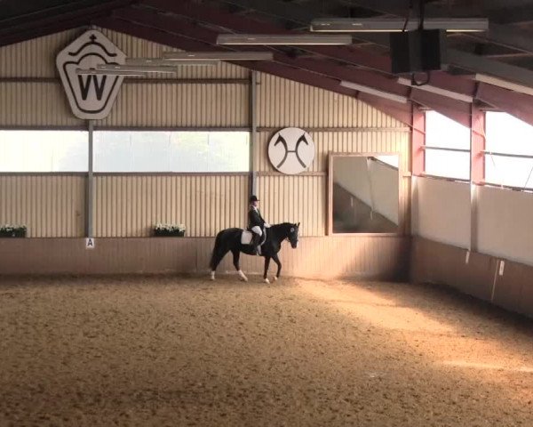 Reit- und Springturnier Lüdinghausen Westrup 2015