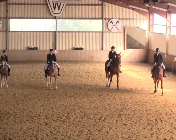 Reit- und Springturnier Lüdinghausen Westrup 2015