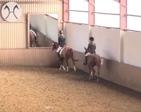 Reit- und Springturnier Lüdinghausen Westrup 2015