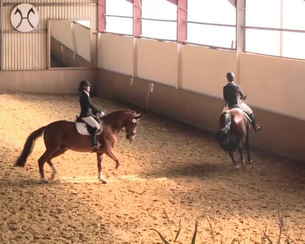 Reit- und Springturnier Lüdinghausen Westrup 2015