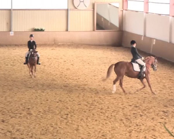 Reit- und Springturnier Lüdinghausen Westrup 2015