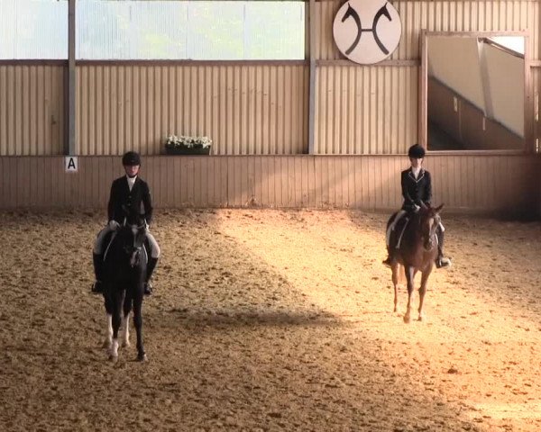Reit- und Springturnier Lüdinghausen Westrup 2015
