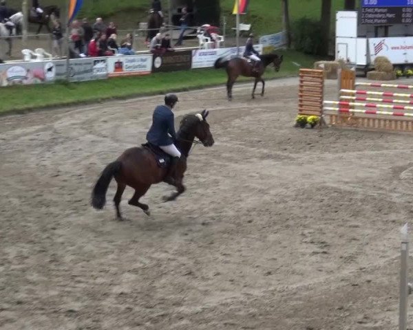 Großes Springturnier Siegen 2015