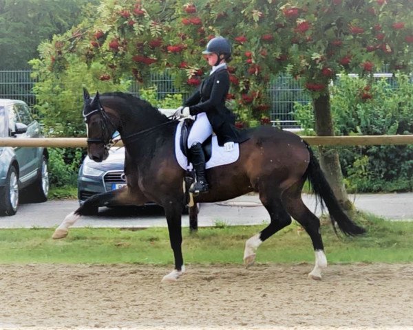 dressage horse Moccachino (Westphalian, 2004, from Medici)
