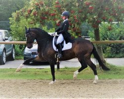 dressage horse Moccachino (Westphalian, 2004, from Medici)