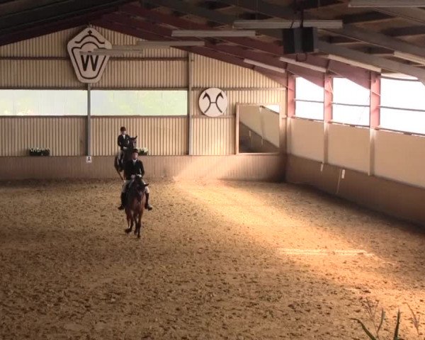 Reit- und Springturnier Lüdinghausen Westrup 2015