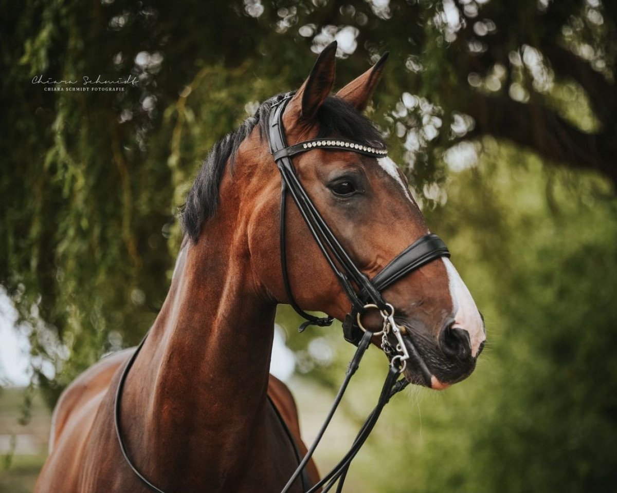 dressage horse Jilia (Rhinelander, 2008, from Glock's Johnson Tn)