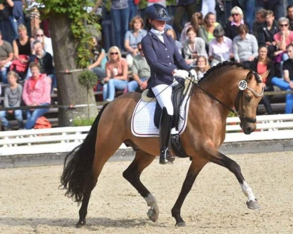Deckhengst Tackmann's Candyman (Deutsches Reitpony, 2011, von FS Champion de Luxe)