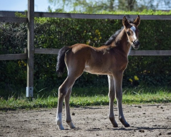 horse Duke of Night (German Riding Pony, 2021, from D-Gold AT NRW)
