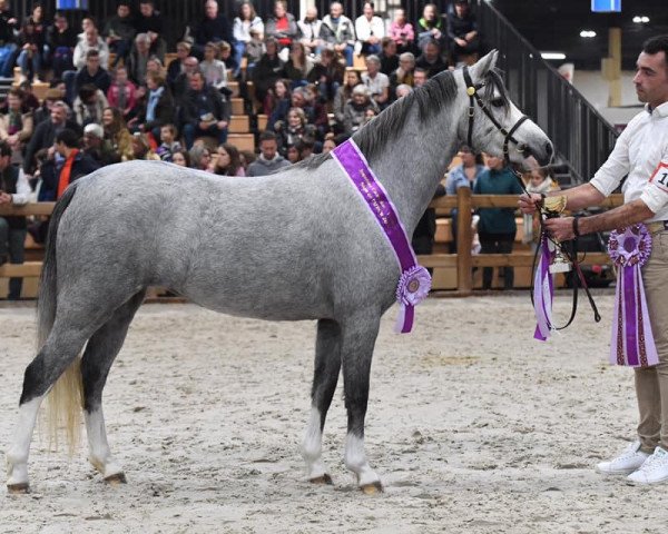 broodmare Wildzang's Song Apple (Welsh-Pony (Section B), 2016, from Beschenhof Darwin)