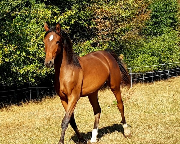 Zuchtstute Cornet's Flying Hope (Deutsches Sportpferd, 2018, von Cornado NRW)