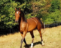 broodmare Cornet's Flying Hope (German Sport Horse, 2018, from Cornado NRW)