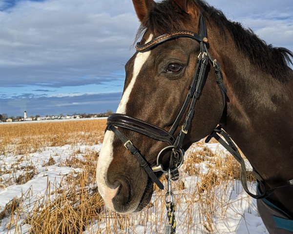 horse Belluschi (Hanoverian, 2008, from Breitling W)