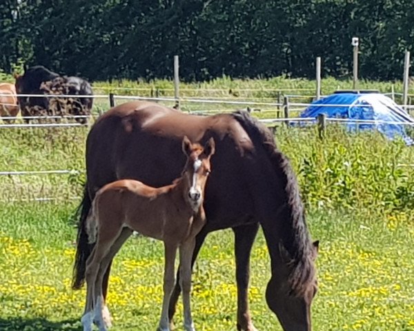 horse Kymara (Dutch riding horses and ponies with Arabic blood content, 2019, from Kanshebber)
