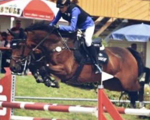 broodmare Condoleezza Rice (Westphalian, 2004, from Contender) broodmare Condoleezza Rice (Westphalian, 2004, from Contender)