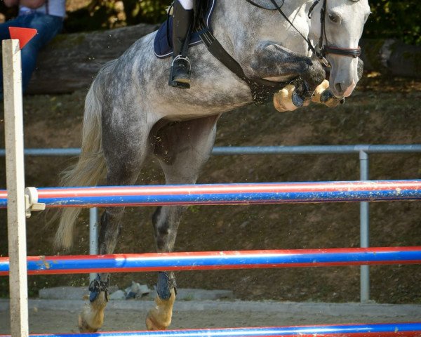 jumper Berlin 14 (KWPN (Royal Dutch Sporthorse), 2013, from Cosun)