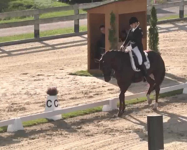 Reitturnier Linkenheim-Hochstetten 2015
