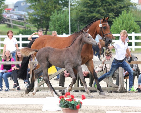 broodmare Lamezia (Holsteiner, 2015, from Livello)