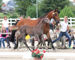 broodmare Lamezia (Holsteiner, 2015, from Livello)