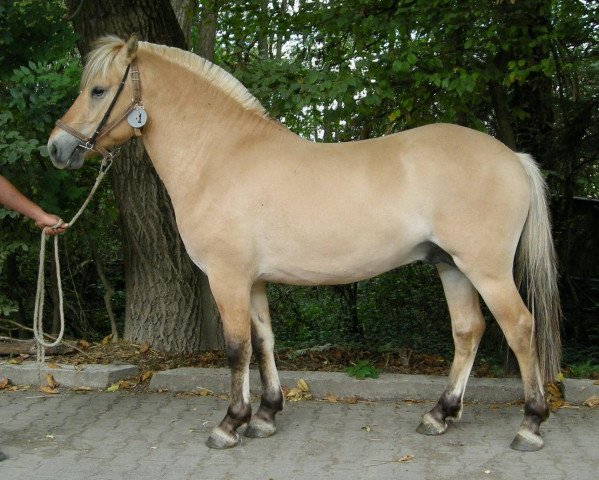 horse Impec d'Ober (Fjord Horse, 2018, from Dylix)