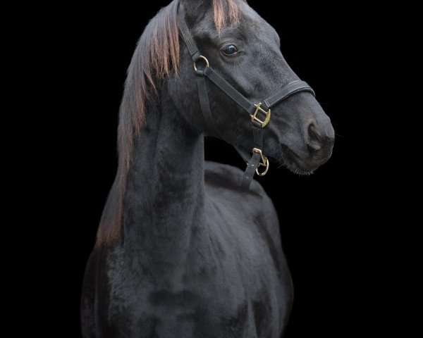 horse Djumanji blue Samsara (Oldenburg, 2018, from Don Nobless)