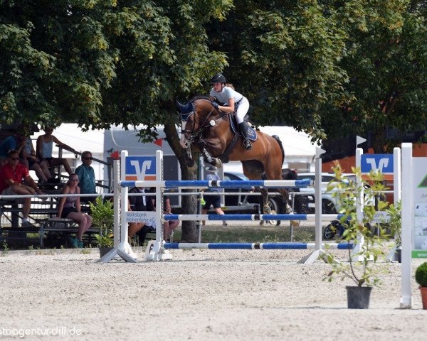 jumper Ferstlhof's Lars Lukas (Bavarian, 2009, from Singulord Joter)