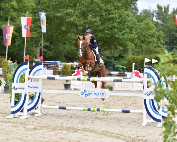 jumper Pretiosa (German Riding Pony, 2007, from Playback)